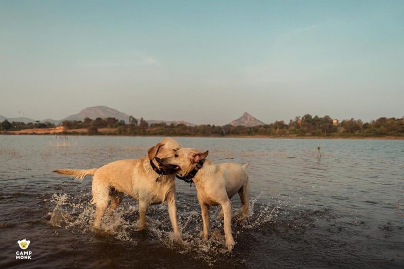 The Best PetFriendly Campsites In India Campmonk